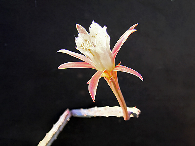 Monvillea spegazzinii 
