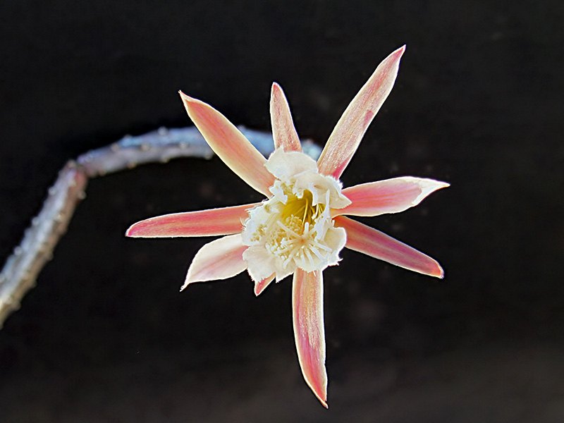 Monvillea spegazzinii 