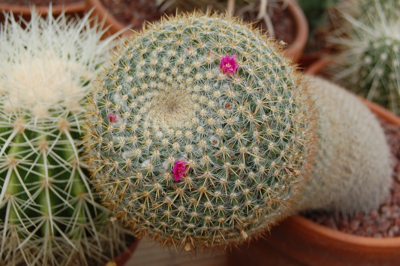 Mammillaria muehlenpfordtii 