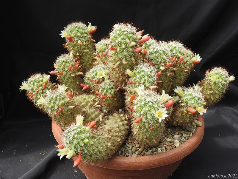 Mammillaria multidigitata 