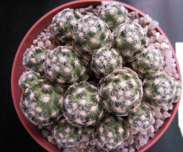 Mammillaria saboae 