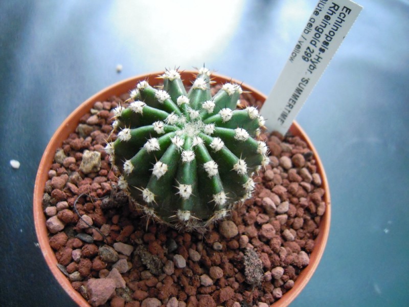 Echinopsis cv. summertime 