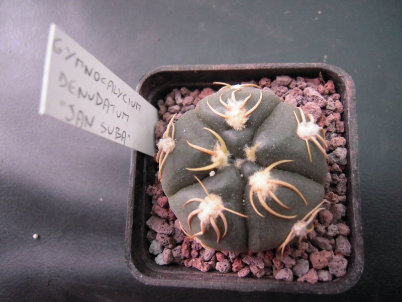 Gymnocalycium denudatum cv. jan suba 