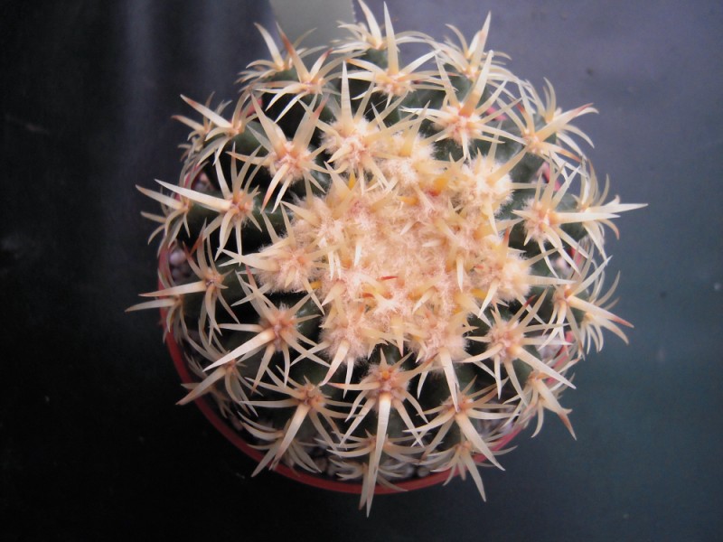 Echinocactus grusonii cv. intermedius 