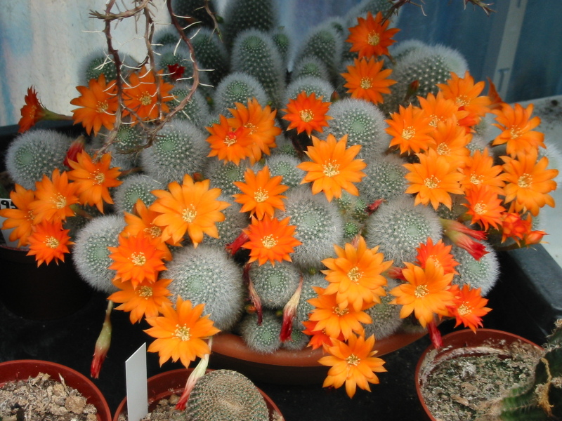 Rebutia muscula v. nivosa 