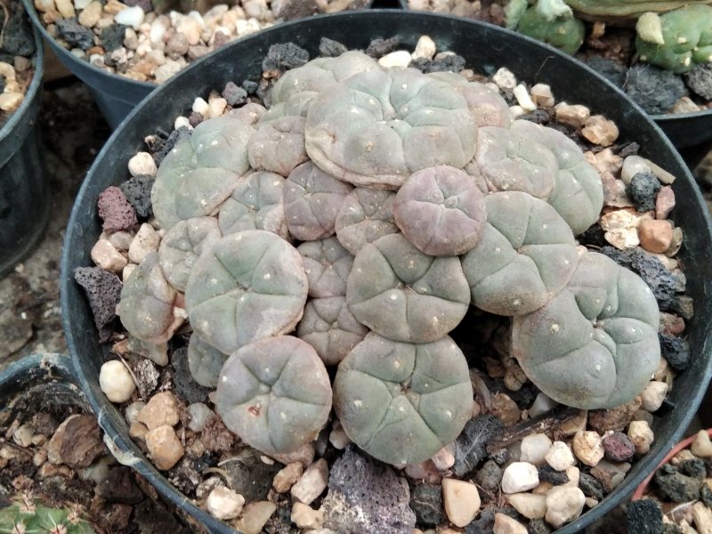 Lophophora williamsii f. caespitosa 