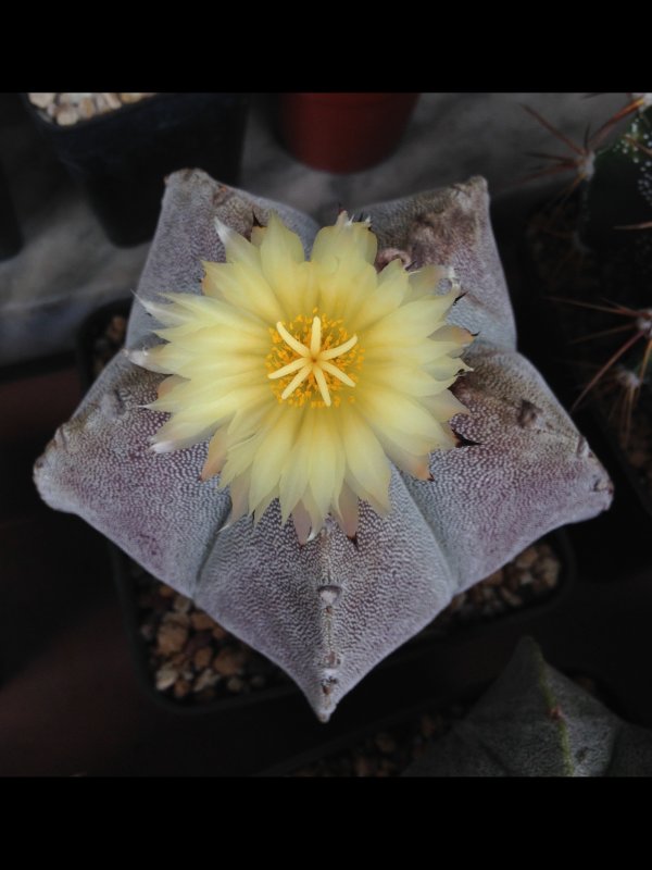 Astrophytum myriostigma 