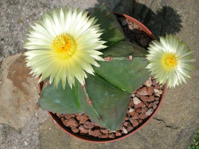 Astrophytum myriostigma v. nudum 