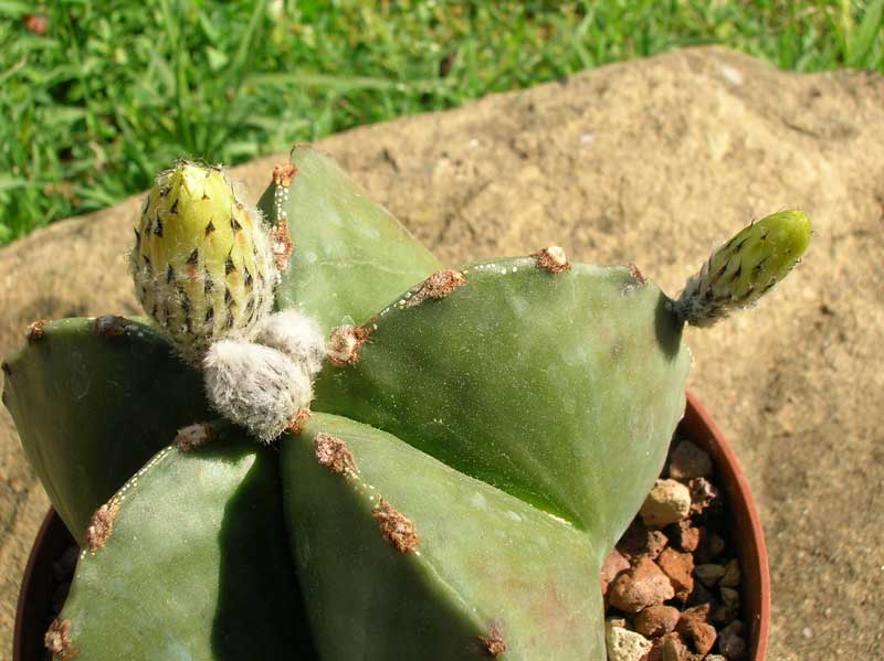 Astrophytum myriostigma v. nudum 