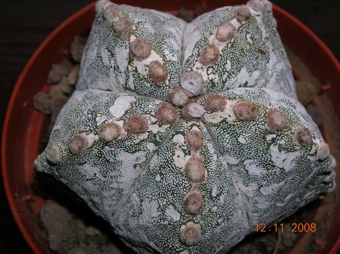 Astrophytum myriostigma cv. eboki 