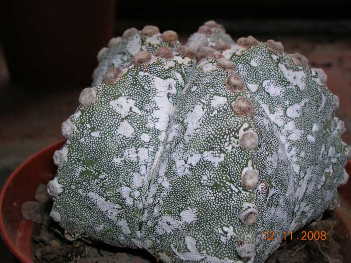 Astrophytum myriostigma cv. eboki 