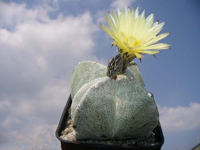 Astrophytum myriostigma f. quadricostatum 