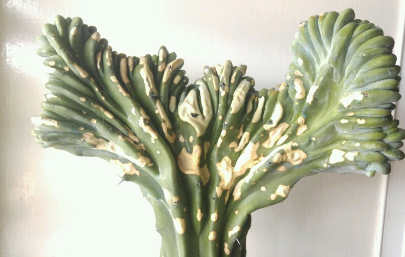 Myrtillocactus Crestato 