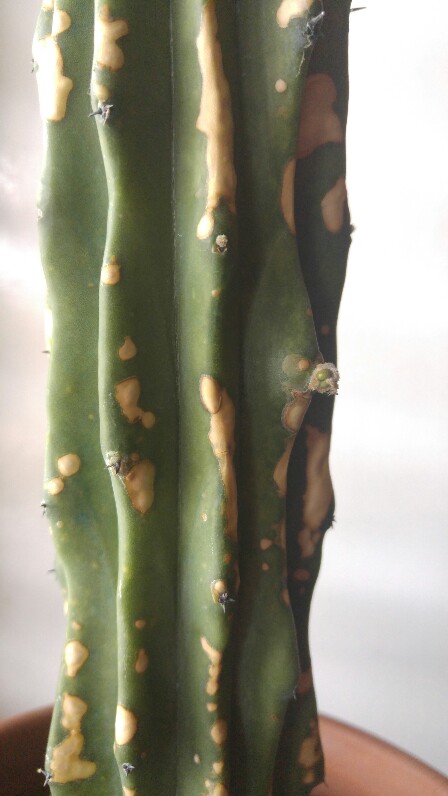 Myrtillocactus Crestato 