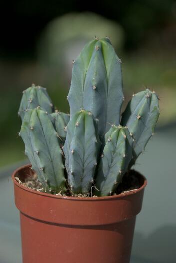 Myrtillocactus geometrizans 