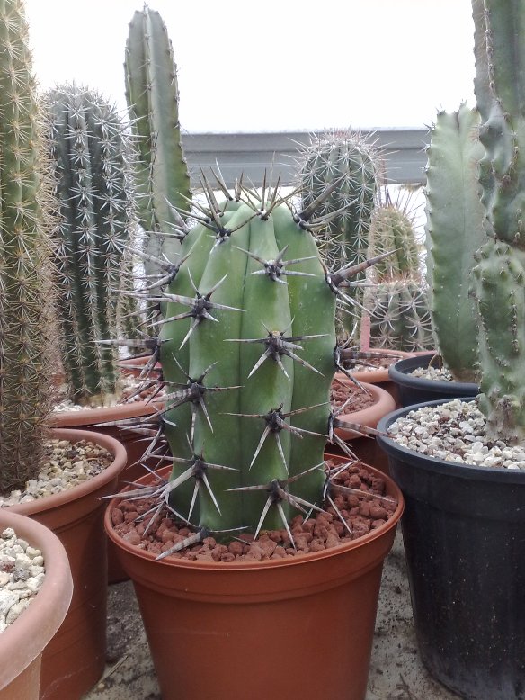 myrtillocactus cochal