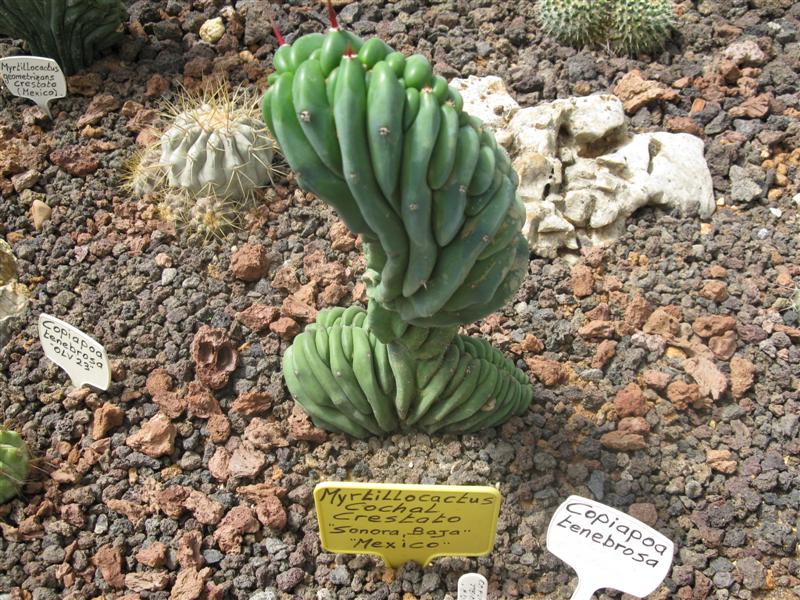 Myrtillocactus cochal f. cristatus 