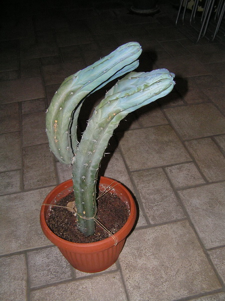 Myrtillocactus geometrizans 