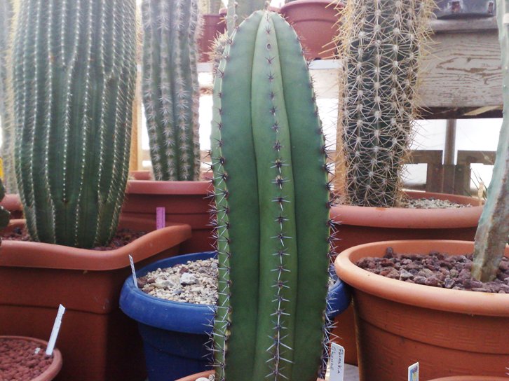 myrtillocactus schenckii