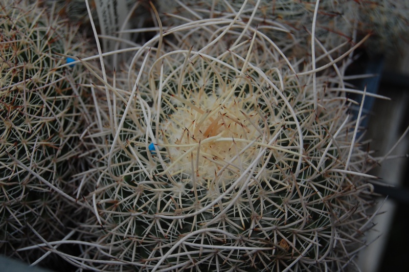 Mammillaria mystax SB 1081