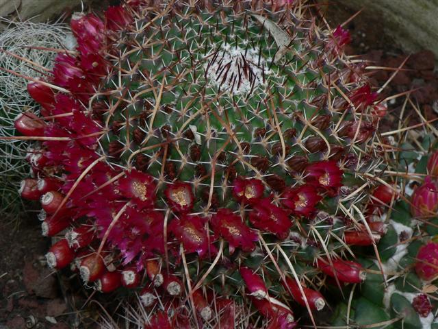 Mammillaria mystax 