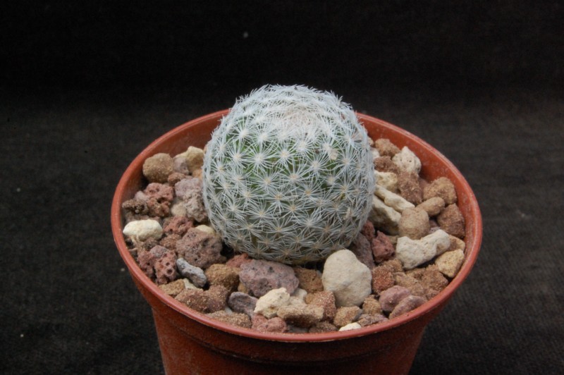 Mammillaria magallanii MZ 115