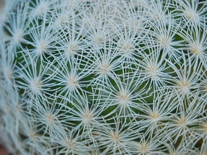 Mammillaria magallanii MZ 115