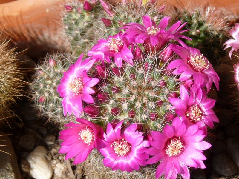 Mammillaria zeilmanniana 