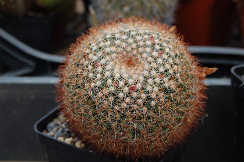 Mammillaria wiesingeri 