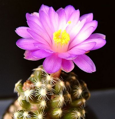 Mammillaria saboae ssp. roczekii 