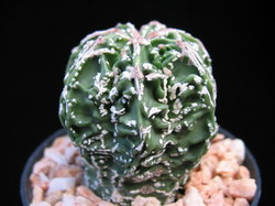 astrophytum ibrido 