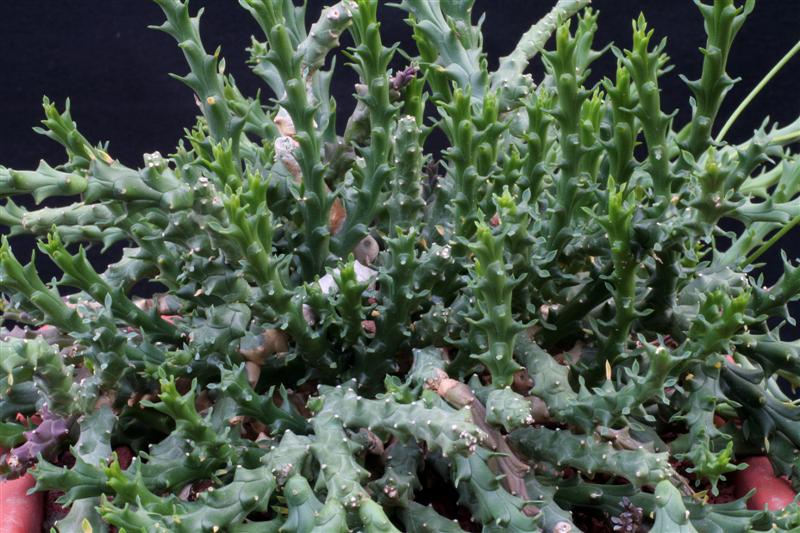 Euphorbia namuskluftensis 