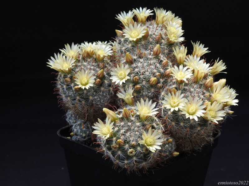 Mammillaria nana 