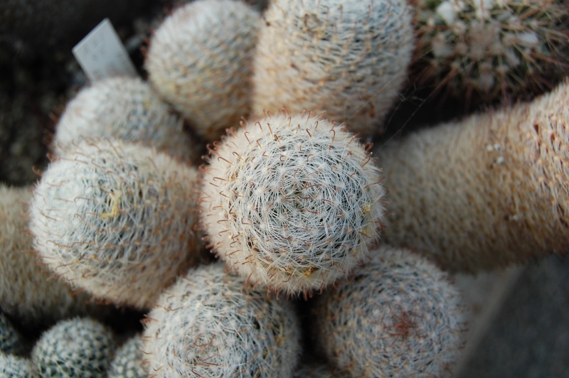 Mammillaria nana LAU 1O91