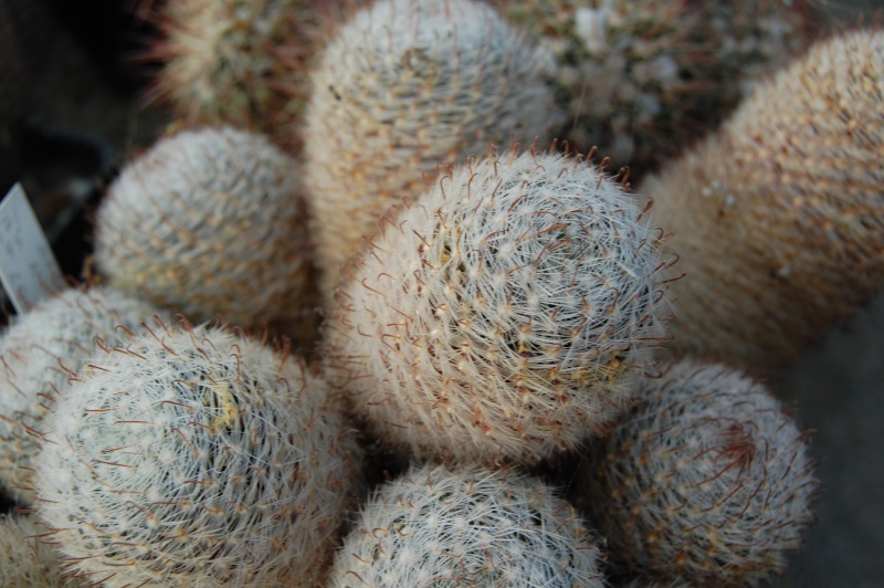 Mammillaria nana LAU 1O91