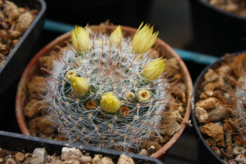 Mammillaria nana ML 325