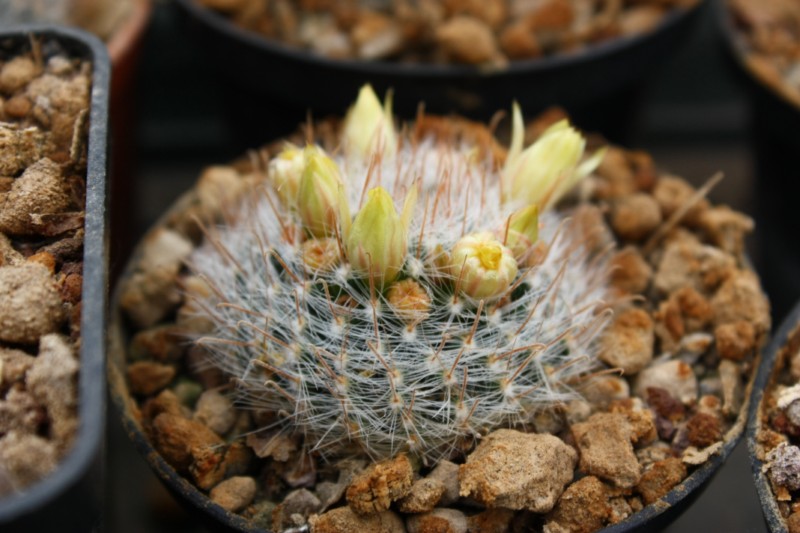 Mammillaria nana ML 325