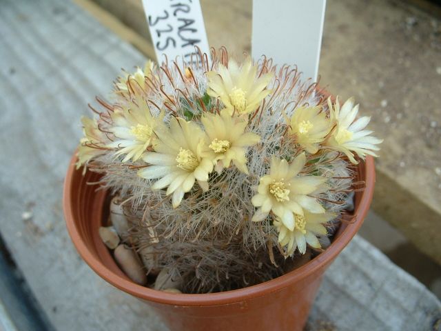 Mammillaria nana ML 325