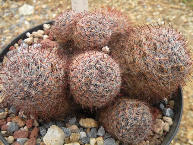 mammillaria nana "trichacantha" 