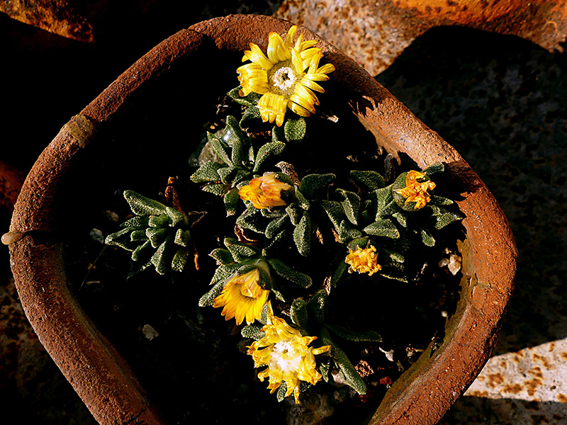 Nananthus aff. vittatus 