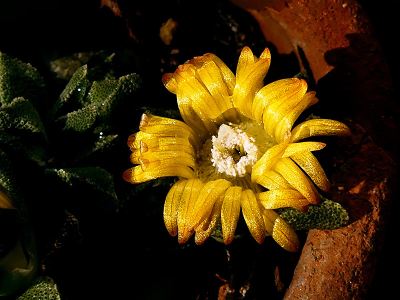 Nananthus aff. vittatus 