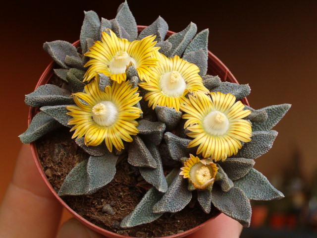 Nananthus wilmaniae 