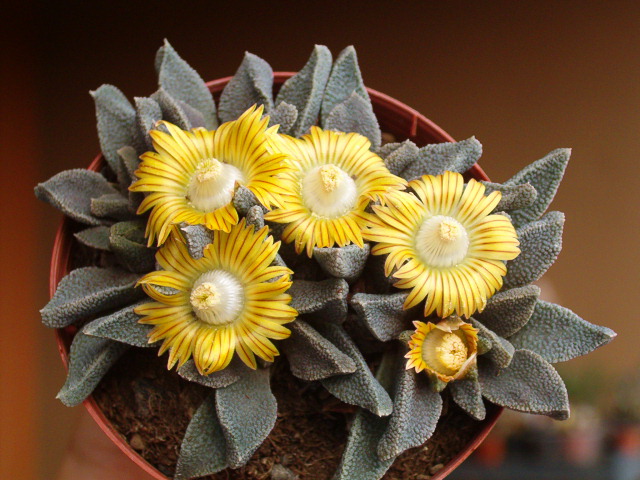 Nananthus wilmaniae 