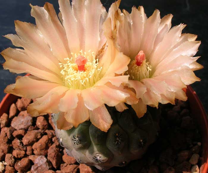 Neoporteria napina 