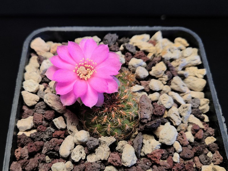 Sulcorebutia naunacaensis NL108a/2