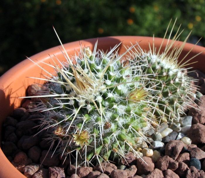 Mammillaria karwinskiana ssp. nejapensis 