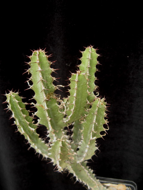Euphorbia nemorosa 