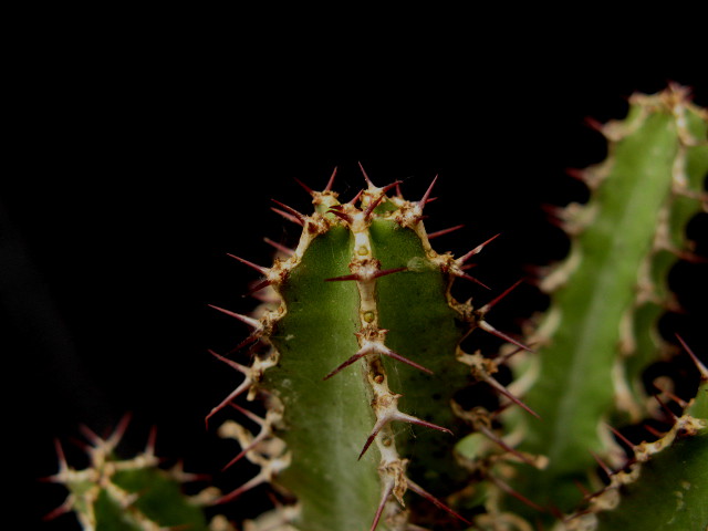 Euphorbia nemorosa 