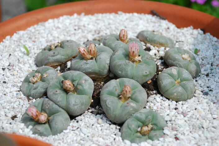 Lophophora williamsii 