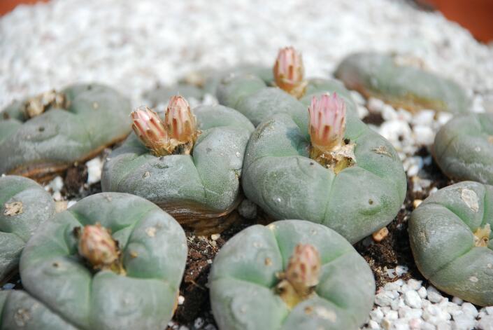 Lophophora williamsii 